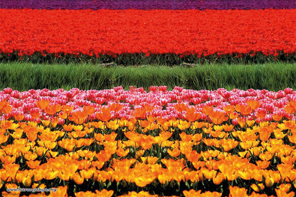 ÇİÇEKLERİN ANLAMLARI