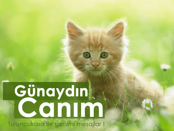 Turuncukasa Twitter hesabındaki kampanyaları gördünüz mü ?