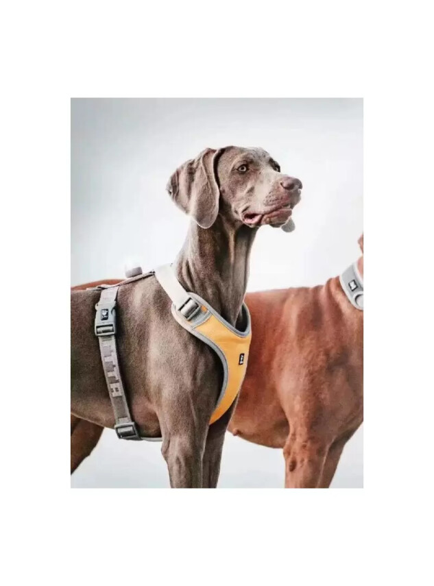 Nunbell Köpek Gögüs Tasmasi L - DİĞER