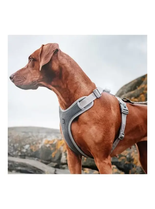 Nunbell Köpek Gögüs Tasmasi M - 1
