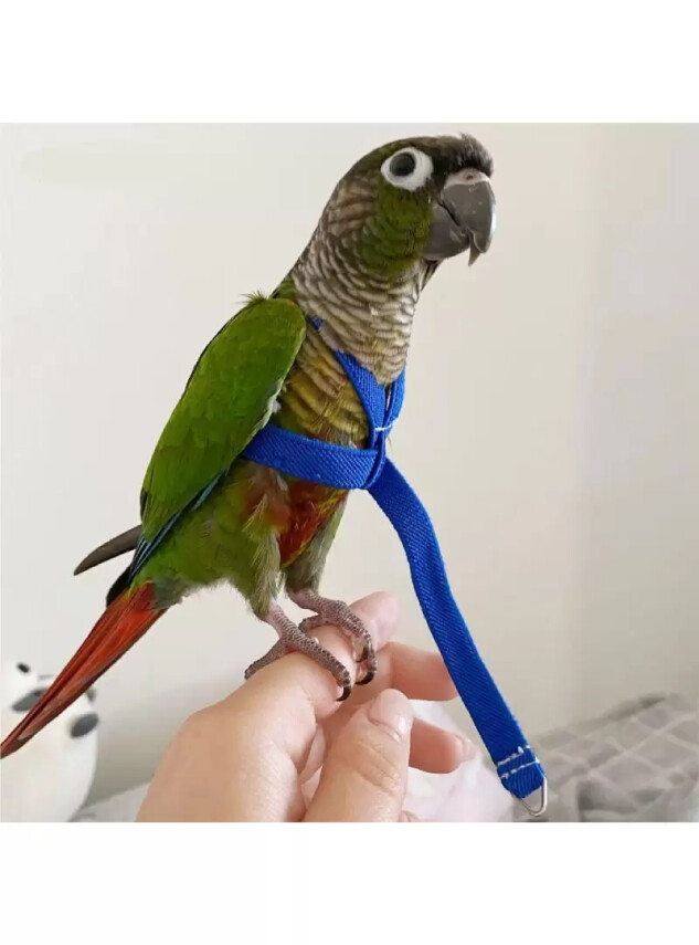 Pet Pretty Papağan Tasması 2,5mt - Pet Pretty