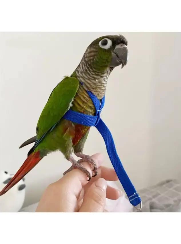 Pet Pretty Papağan Tasması 2,5mt - 1