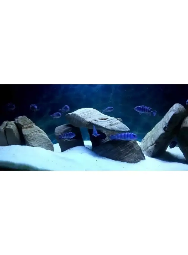 Reeflowers Akvaryum Kumu Beyaz 1 kg - 1