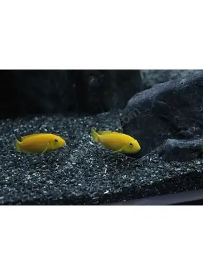 Reeflowers Akvaryum Kumu Siyah 1 kg - Ree Flowers